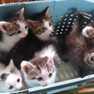 子猫ちゃんの里親募集！」青森県 - 猫の里親募集(74031) :: ペットの 