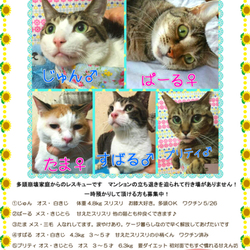 7/5(日)神戸市内２ヶ所で譲渡会♪