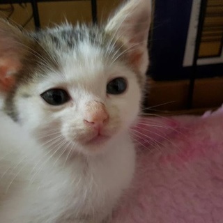 「ほたて君」男の子☆１ヶ月くらい