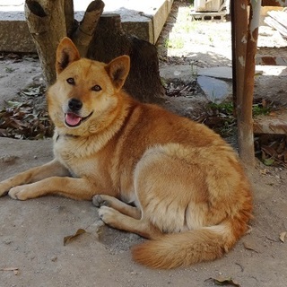 ガッシリしたワンコ(募集一時停止）