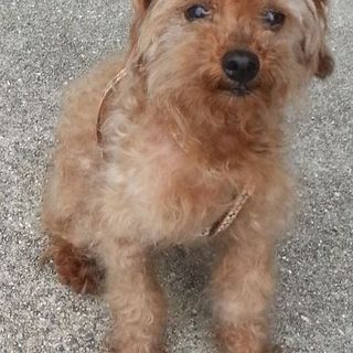 神戸のトイ・プードルです！