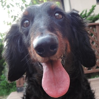 龍馬　大きく逞しい重厚感漂う美しい体のヤンチャ小僧