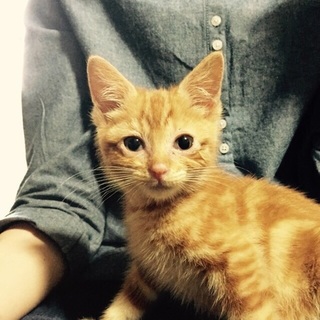 高知県内で里親になってくれる方、探しています！