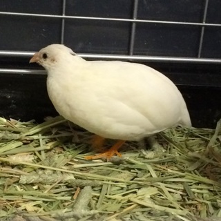 ヒメウズラ オス 里親募集 一時停止します。