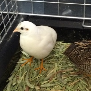 ヒメウズラ オス 里親募集 一時停止