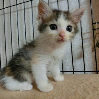 「さざえちゃん」女の子☆１ヶ月くらい