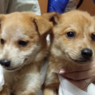 中型犬仔犬生後2か月1.8キロ、土日お見合い会