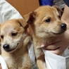 中型犬仔犬生後2か月1.8キロ、土日お見合い会 サムネイル4