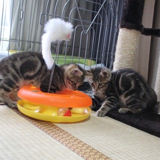 キジトラ兄弟『うり』と『くり』