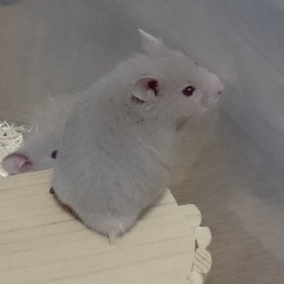 ６月６日産まれゴルハムダヴ男の子達 休止中