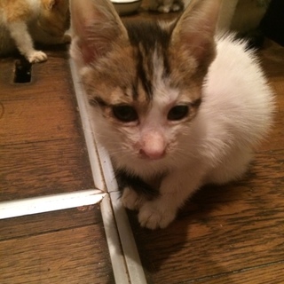 生後約3か月の子猫ちゃん