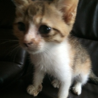 生後3か月弱のトラちゃん