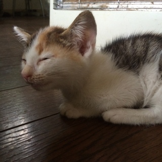 生後約3か月の子猫ちゃん