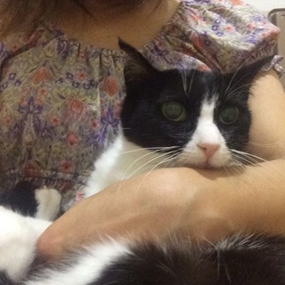 名古屋 ハチワレ キップちゃんの里親さま募集