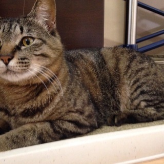 名古屋 やよいちゃんの里親さま募集