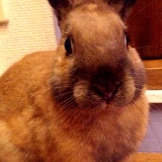 おじさん顔のネザーランドドワーフ♂