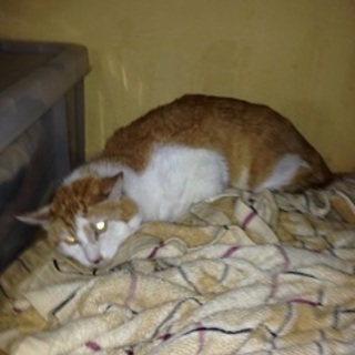 加古川置き去り猫達