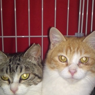 可愛い兄妹　ひな、あられ