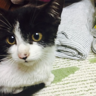 小山市まで来てもらえる方お願いします！