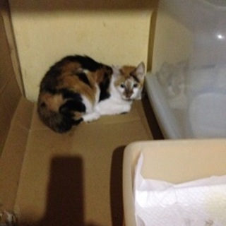 加古川置き去り猫《三毛のリボンちゃん）