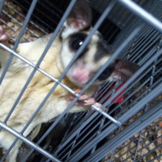 フクロモモンガ♂