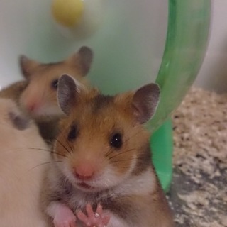 ハムスターの赤ちゃん           