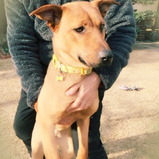 代理掲載☆ご縁がありますように。。１歳半の女の子♪