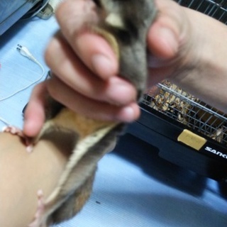 フクロモモンガ♀里親様募集