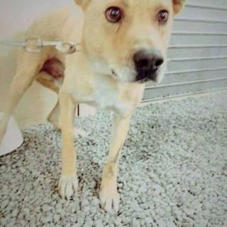 保健所で処分寸前にレスキューしました。