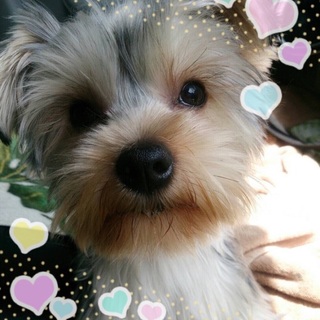 癒されキャラの可愛い娘　ハニーちゃん