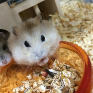 ハムスターの里親さん募集します*