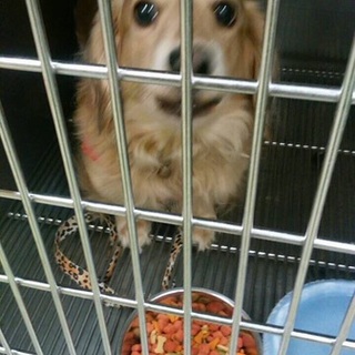 7月6日（月）殺処分決定しています