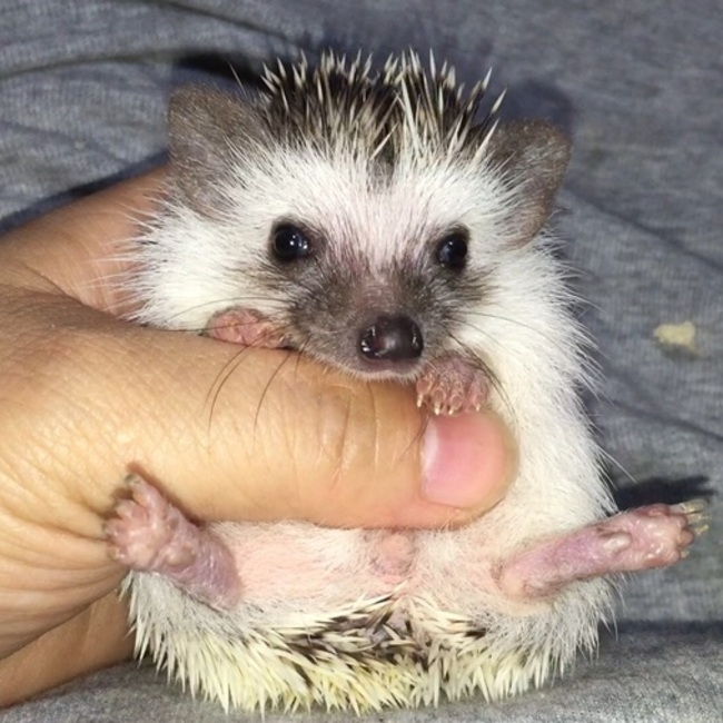 あにまる本舗のカバー写真