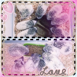 「【動画/ハリネズミ】まめこファミリー。」サムネイル1