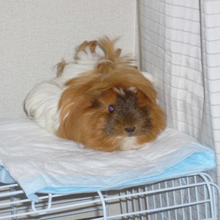 長毛種モルモット 白 オレンジ