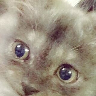 柔らかいグレーの毛並みの子猫たち&白と黒のチビ