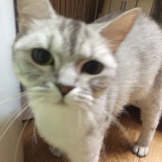 アメリカンカール　里親募集