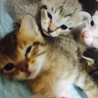 かわいー子猫❤️