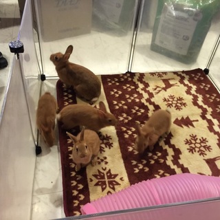 ネザーランドドワーフ３羽の里親さん募集です