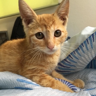 なつこいチャトラ美優ちゃん