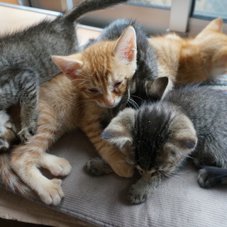 子猫いっぱい～！in川越