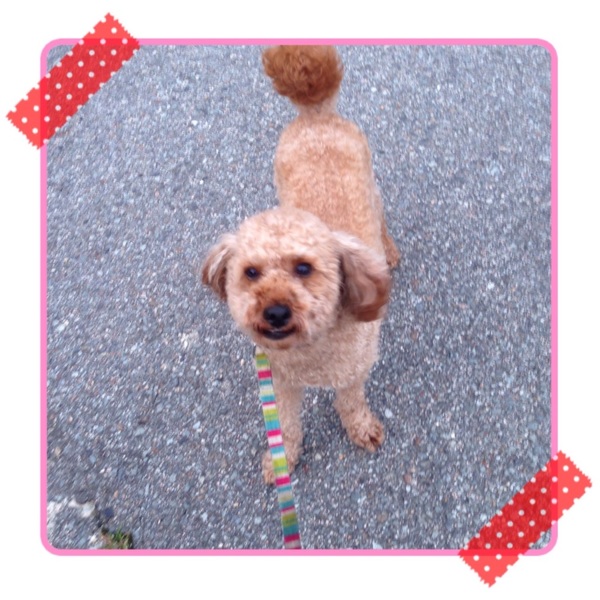 虐待を乗り越えたトイプードルのオス　三歳 サムネイル2