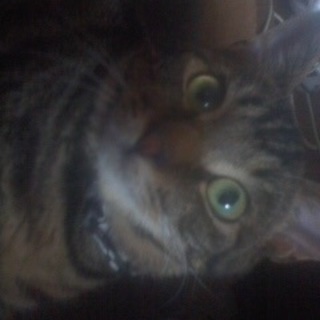 アメショーmix8か月男の子