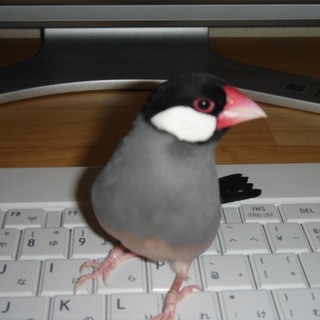 桜文鳥の里親決まりました！！