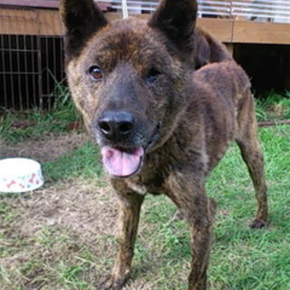穏やかな甲斐犬ミックス伝助君7歳