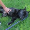 小ぶりな甲斐犬ミックス月姫ちゃん3歳位 サムネイル2