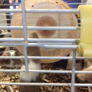 カラーマウスの里親募集