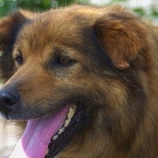 人間大好きの長毛モフモフ君5歳位(トライアル中)