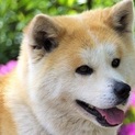 穏やか秋田犬のナナちゃん6歳くらい