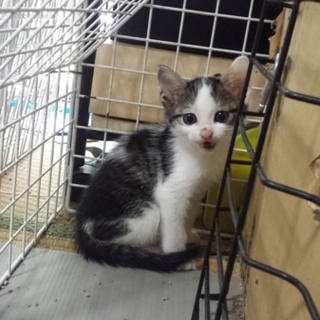 ありがとうございました。